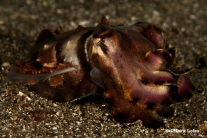 This is the 1st shot in the series of 6 of a Greedy Flamb... by William Loke 